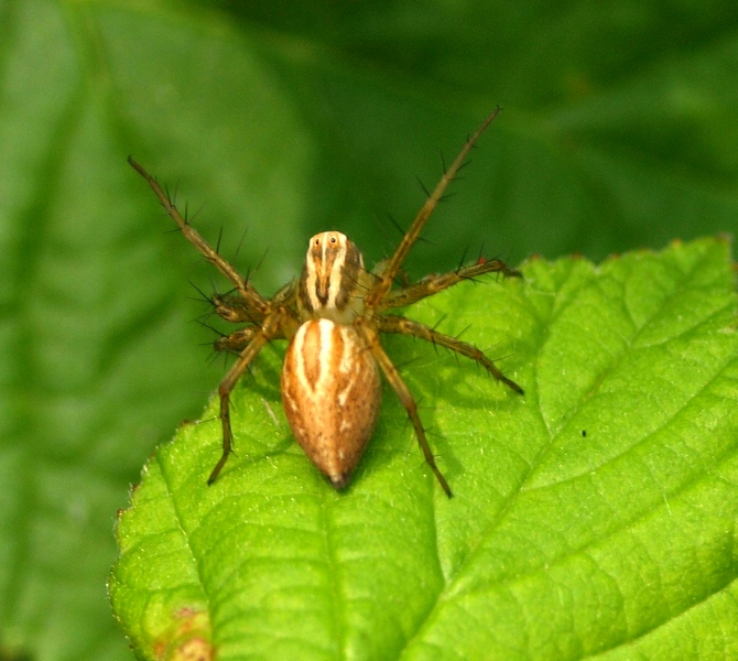 Oxyopes sp.